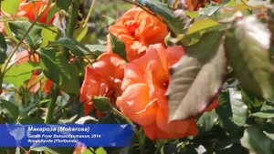 ОБИЛЬНОЦВЕТУЩИЕ СОРТА РОЗ С КРУПНЫМ ЦВЕТКОМ