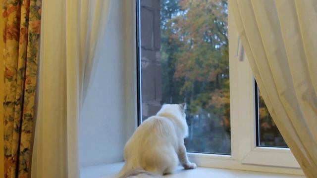 КУЗНЕЧИК смотреть онлайн