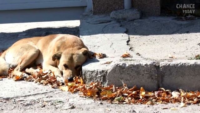 Каждый день собака в синей курточке приходит к торговому центру и кого-то ждет. смотреть онлайн