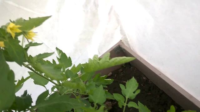 Грядки Даяс внутри парника со взрослой рассадой смотреть онлайн