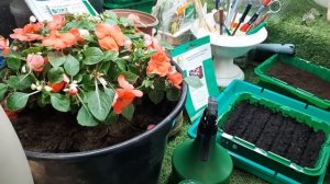 ЭТОТ ЦВЕТОК ЦВЕТЕТ КРУГЛЫЙ ГОД посейте обязательно Бальзамин из семян