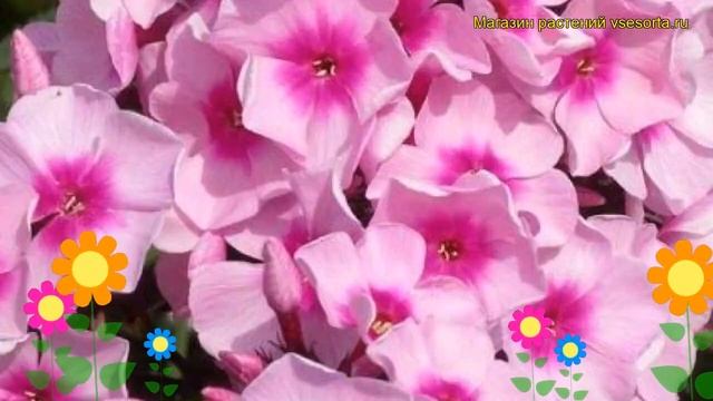 Флокс метельчатый Яркие глаза. Краткий обзор, описание характеристик, где купить рассада смотреть онлайн