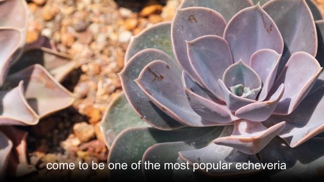 Endurance--Echeveria смотреть онлайн