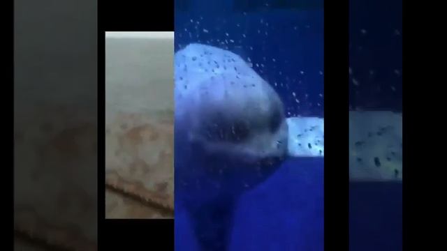 Отловы косаток и белух в Охотском море смотреть онлайн