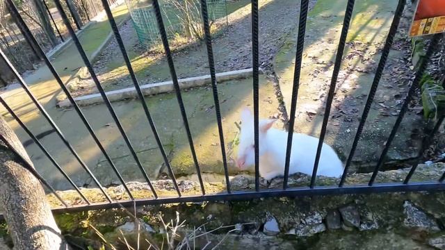 VLOG Ялтинский зоопарк «Сказка». Крым с ребёнком смотреть онлайн