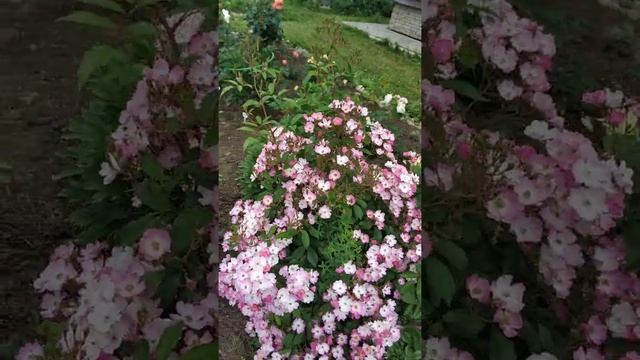 Роза Балерина смотреть онлайн