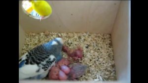 Птенцы волнистых попугаев