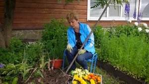 ЗАЧЕМ ВЫКАПЫВАТЬ ТЮЛЬПАНЫ