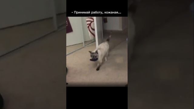 #смешноевидео #животные #дом