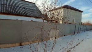 Зизифус плоды зимой