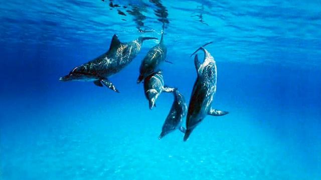 Дельфины смотреть онлайн