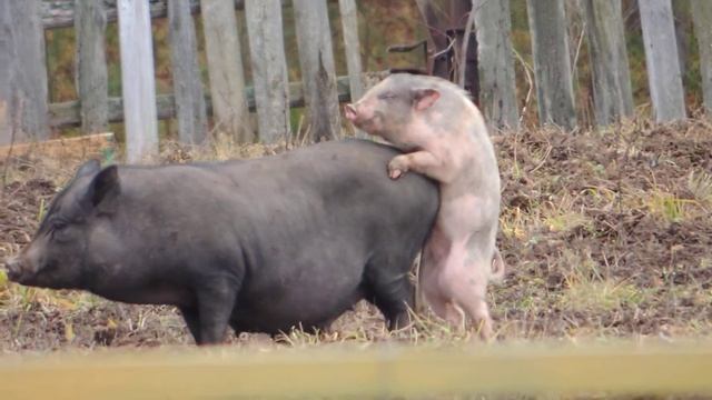 Спаривание свиней смотреть онлайн