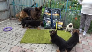 Бомбезные ЩЕНКИ Длинношерстной Немецкой Овчарки. Одесса!