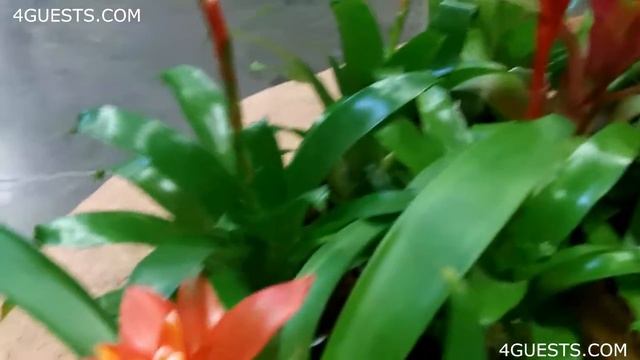 BROMELIADS ~ POTTED HOUSE PLANTS смотреть онлайн