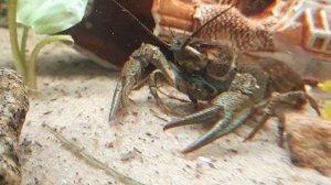 не плохо ест червей рак