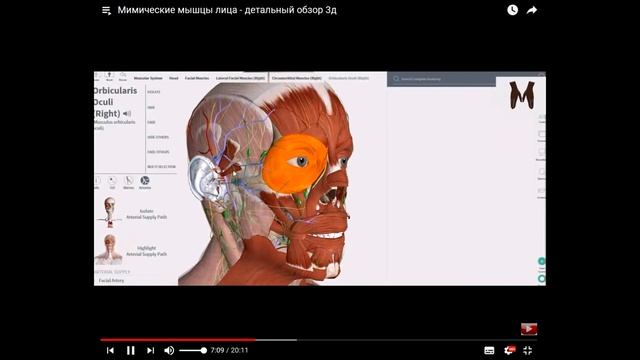 13 Жевательные и Мимические мышцы