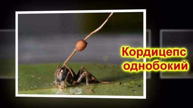 Гриб-убийца Превращающий в ЗОМБИ | Всякое Интересное смотреть онлайн