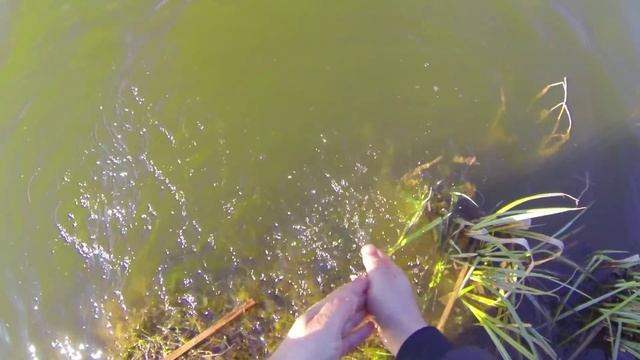 Ловля судака в пруду джигом на силикон. Ультралайт: Shimano Diaflesh + Shimano Sustain смотреть онлайн