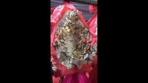 Why does an oyster mushroom have a thick leg? Почему у вешенки толстая ножка и сворачивается шляпка