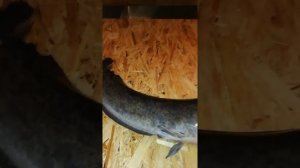 Африканский сом. Советы по отбору самцов и самок для получения и оплодотворения икры