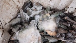 Учитесь ПРАВИЛЬНО выращивать триходерму применение триходерма плодородие