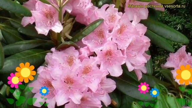 Рододендрон гибридный Данута. Краткий обзор, описание характеристик rhododendron Danuta