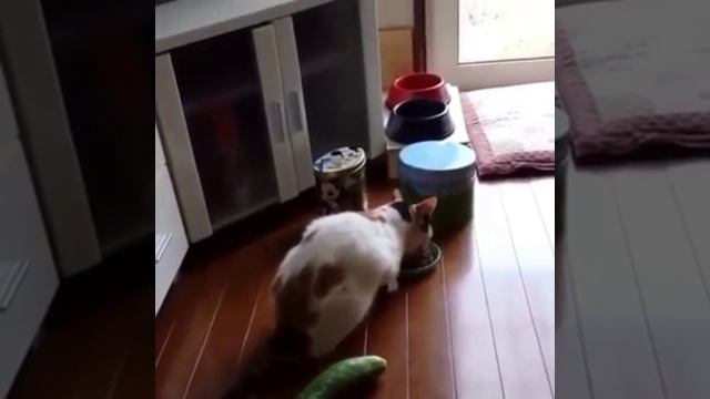 Кот и огурец??? смотреть онлайн