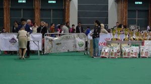 2016 HKKC 211 Dog Show Pekingese Puppy