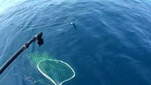 Троллинг лосося 2023 Salmon trolling 2023