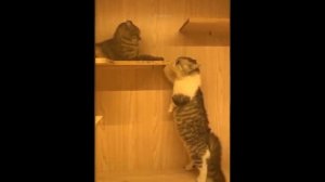 Смешное Видео Про Кошек И Собак Бесплатно ? ? #3