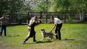 Чехословацкий влчак Луна на защите | Занятия ЗКС