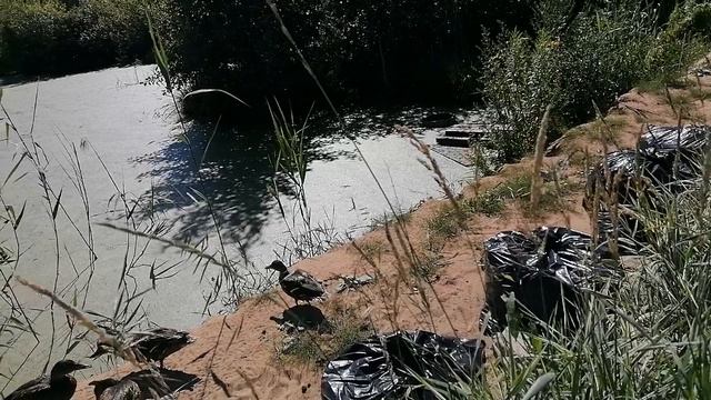 Перцы огурцы - дружные ребята смотреть онлайн