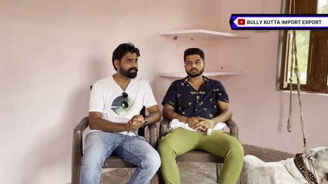 Indian Mastiff Bully Kutta Laddu l Bully Kutta Import Export l India Best Bread Bully Kutta смотреть онлайн