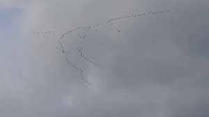 Журавли улетают на юг. 10 октября 2020.