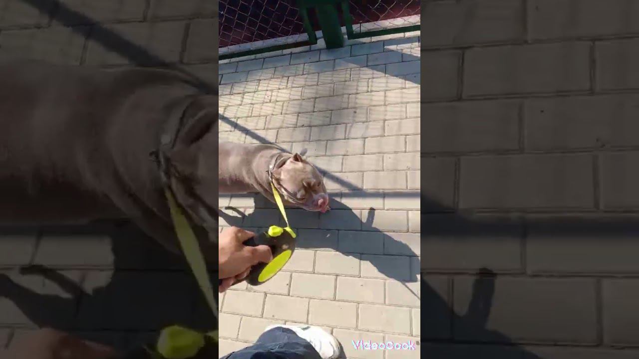 Булли засыхает #americanbully #dog #shorts #собака #американскийбулли #животные #dogtop