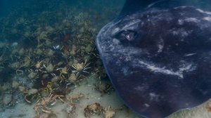 Как охотятся представители семейства Хвостоколовые скаты (Dasyatidae) на линяющих крабов-пауков ?