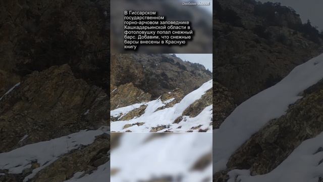 В Кашкадарье камера поймала редкого снежного барса занесенного в Красную книгу #uzbekistan #природа смотреть онлайн