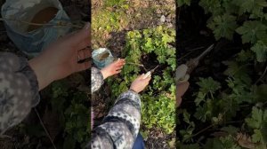 СТЕКЛЯННИЦА НА СМОРОДИНЕ!