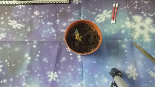 формирование пеларгонии смотреть онлайн