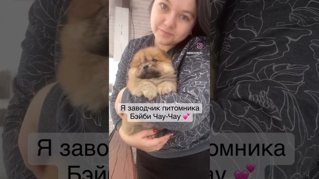 Заходите к нам в Инстаграм @minichow.ru и на наш сайт minichowchow.ru ? В питомнике есть малыши ✅