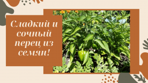 Пересадка рассады перца по горшочкам