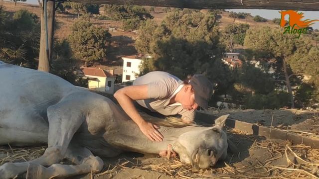 #52 Уроки лошадиного языка смотреть онлайн