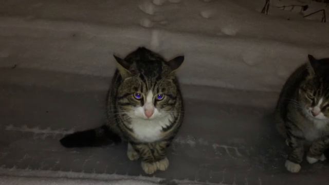 Блокирование агрессии у двух котов. смотреть онлайн