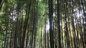 ДендроПарк Южные Культуры в Адлере