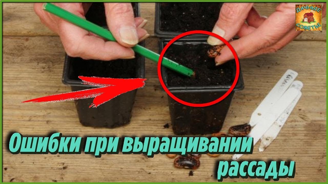 Самые серьезные ошибки при выращивании рассады в домашних условиях Дачные советы и рекомендации