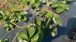 Ранний сорт клубники "ПРИМИ"