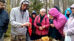 Опенок летний, отличие от галерины