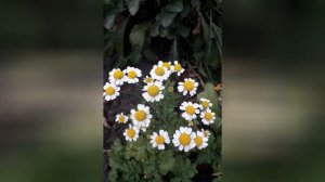 ПИРЕТРУМ ДЕВИЧИЙ (PYRETHRUM)