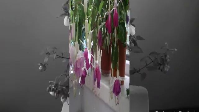 фуксии ольги смотреть онлайн