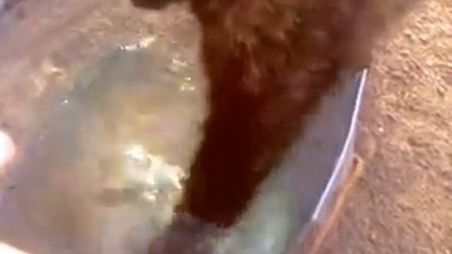 Кошка ловит рыбу!!!!!! смотреть онлайн